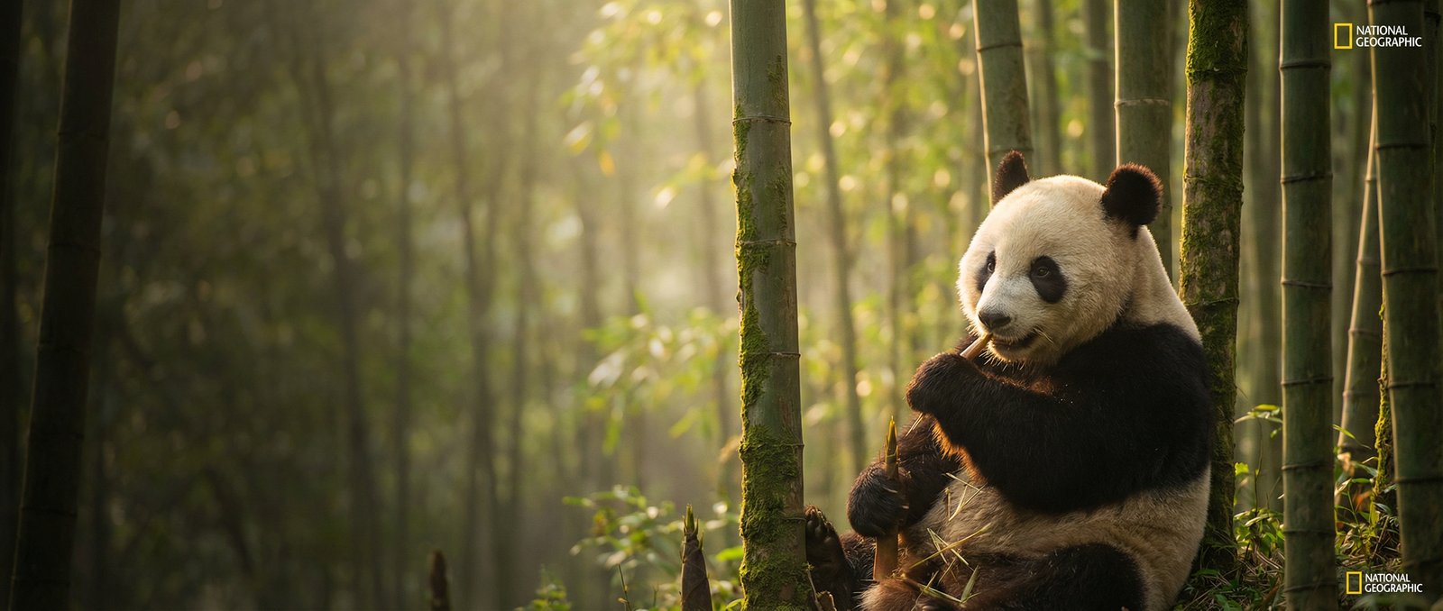 红桃视频动物写真与视频社区